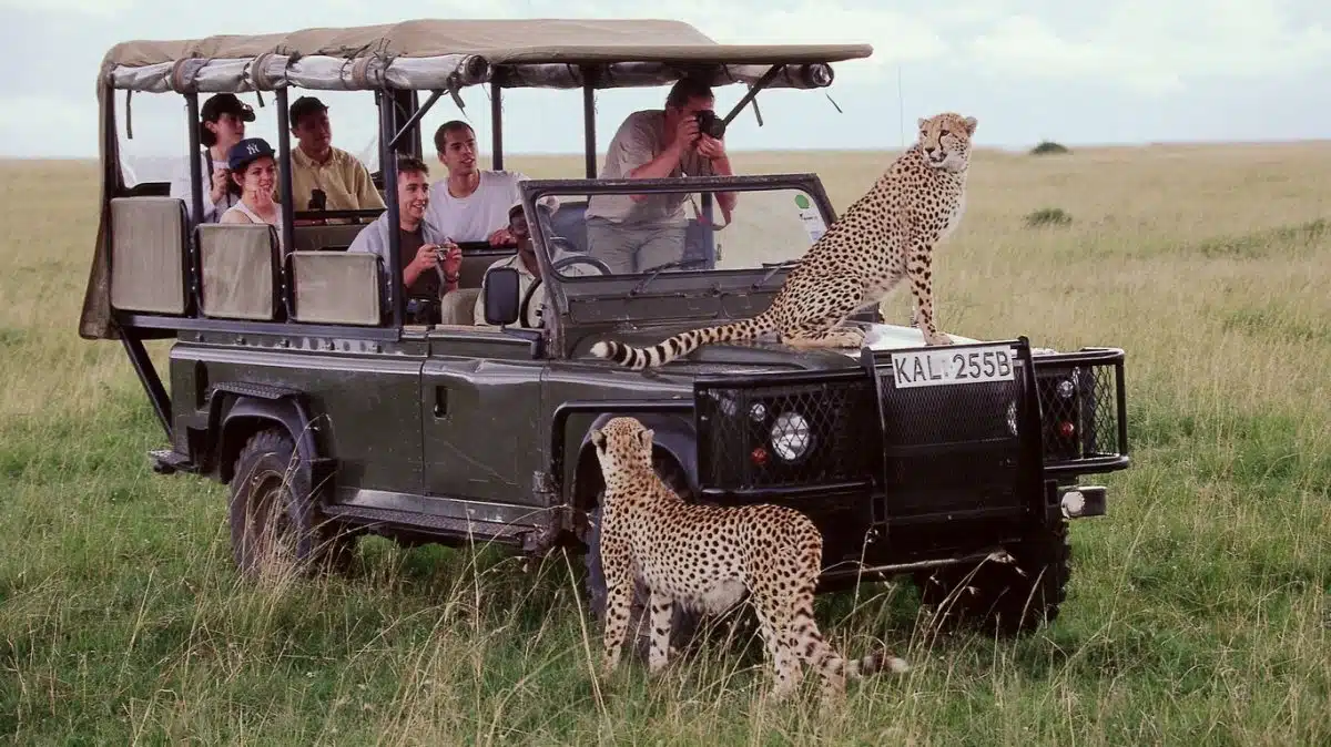 Les avantages de faire un safari au Kenya